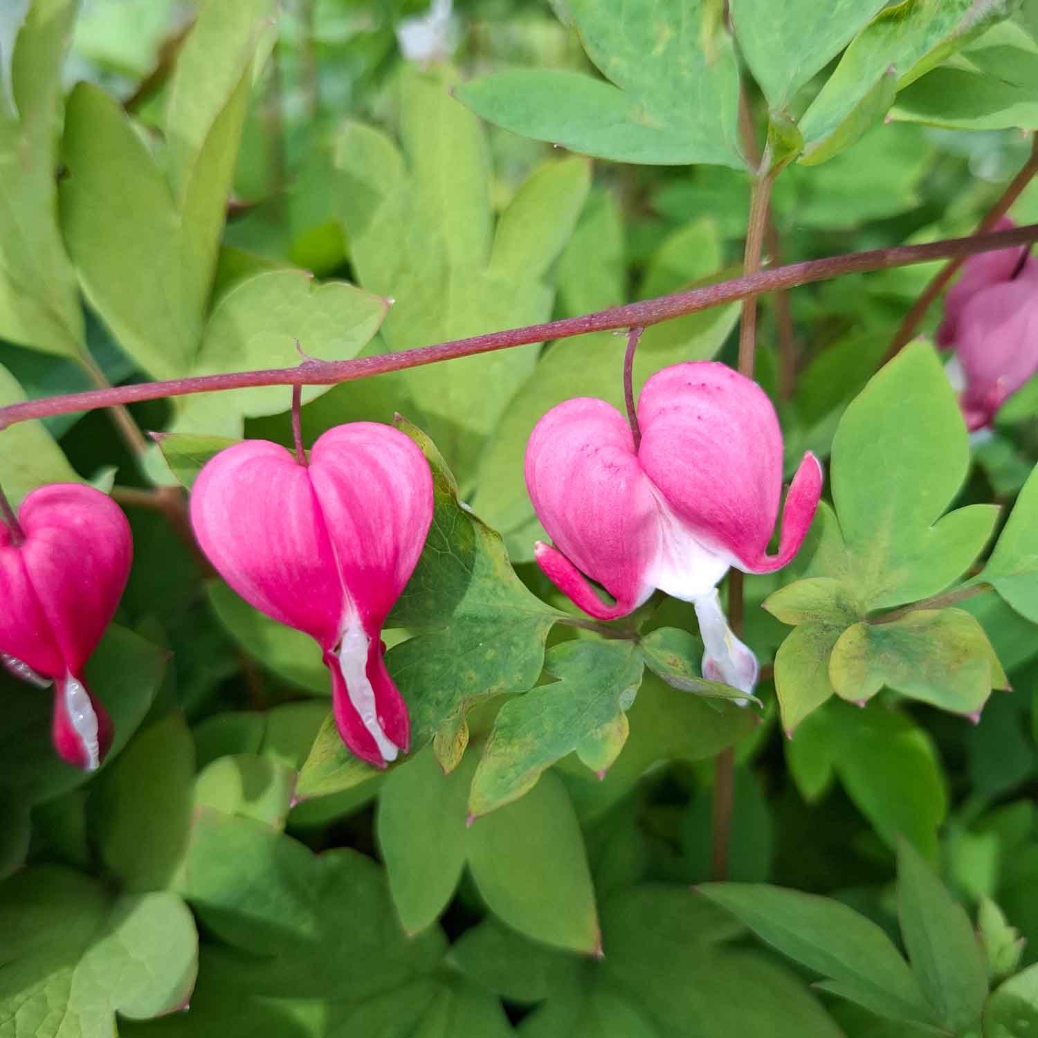Dicentra spectabilis 17cm