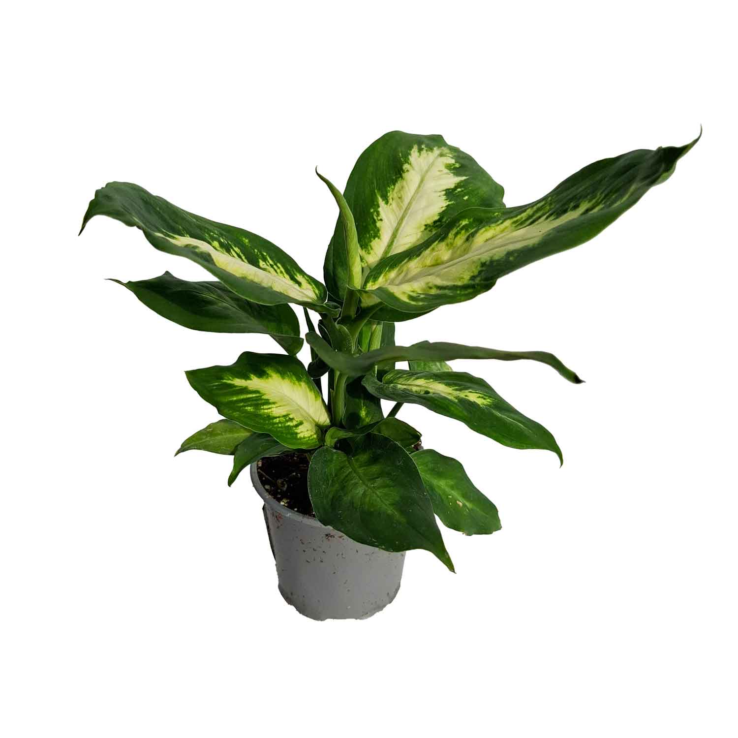 Dieffenbachia 'Camilla' 8,5cm