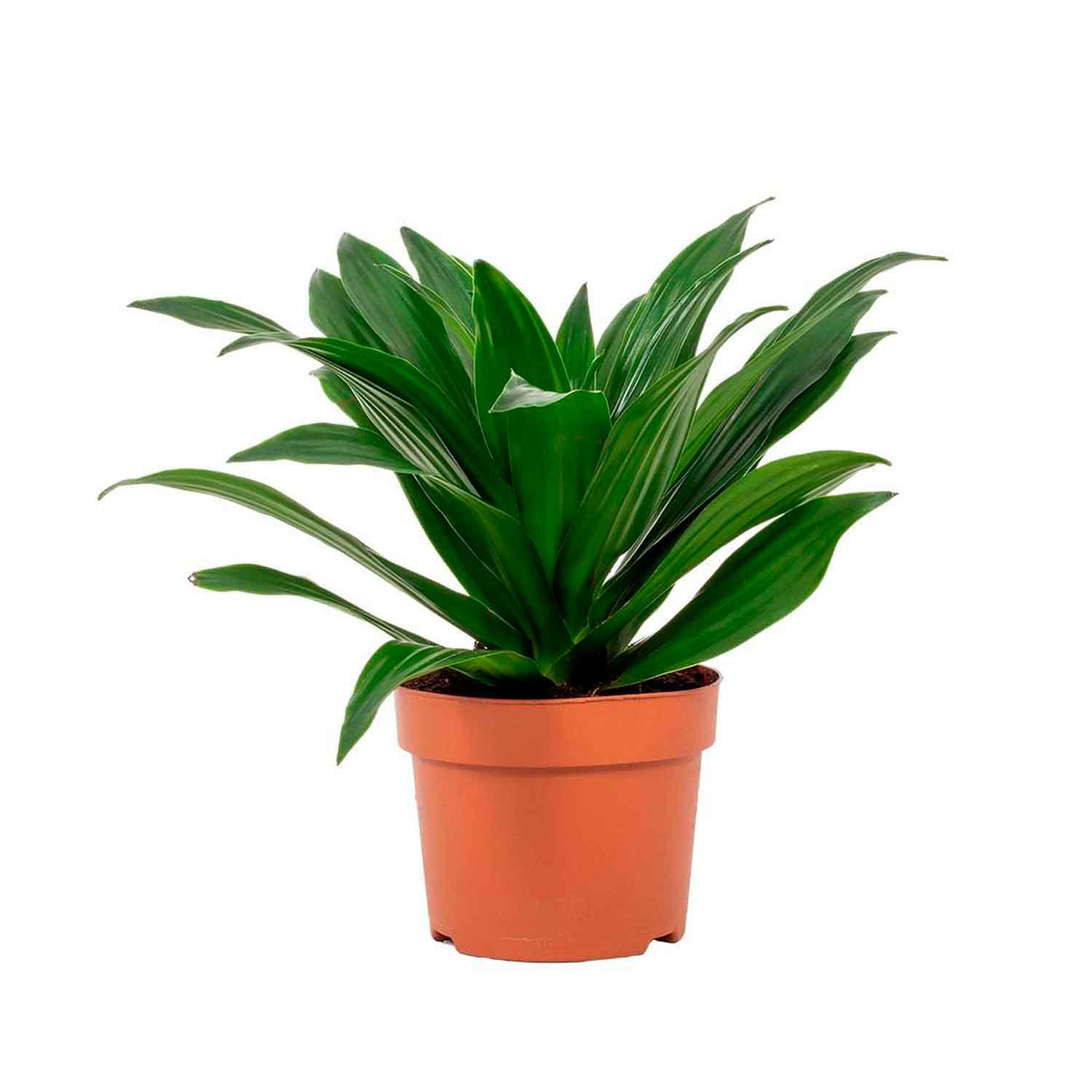 Dracaena fr. (Compacta) 'Compacta' 12cm