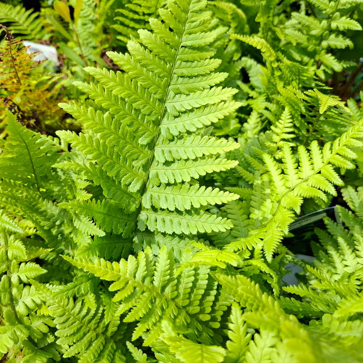 Dryopteris filix-mas P9
