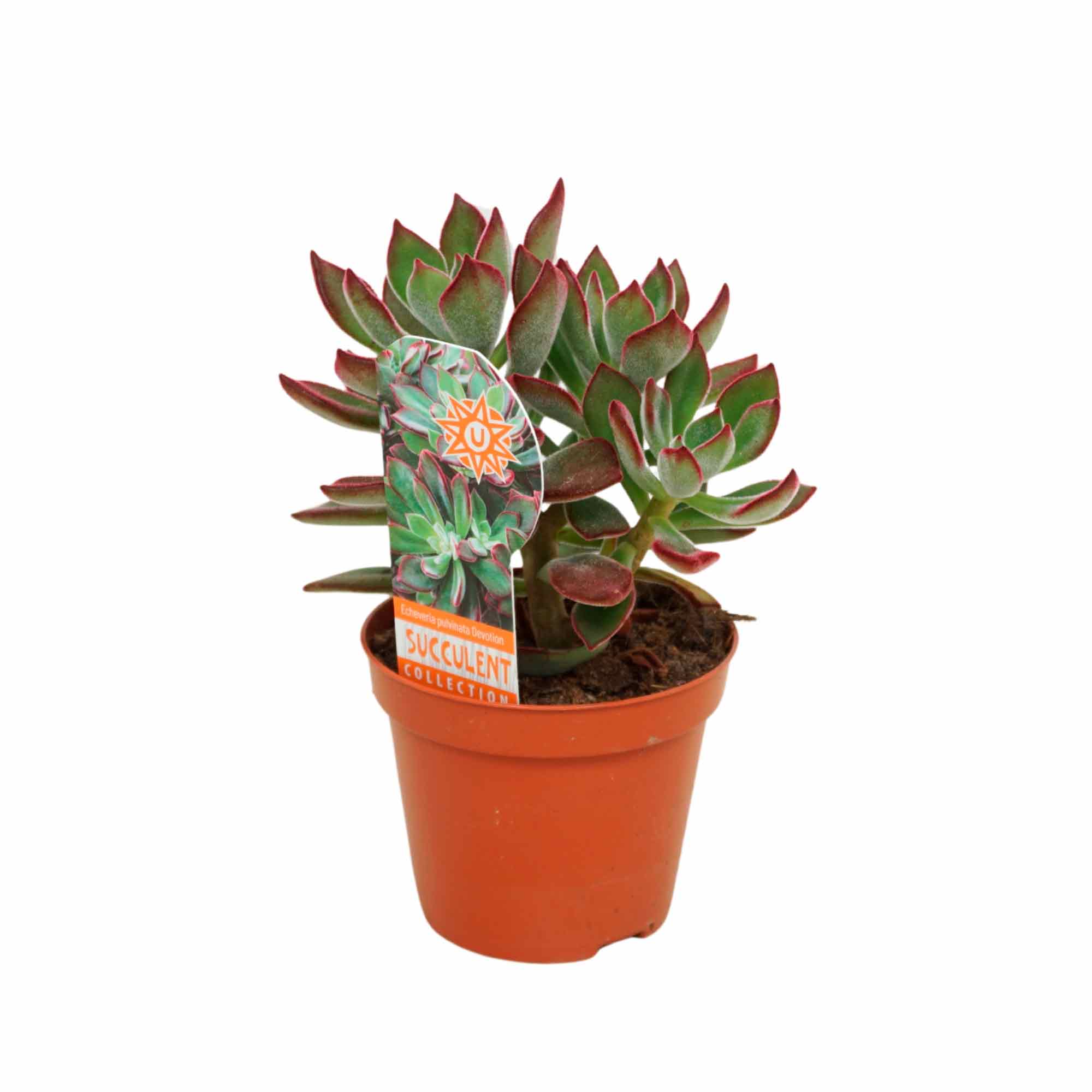 Echeveria pulvinata Devotion 8,5cm | Køb online