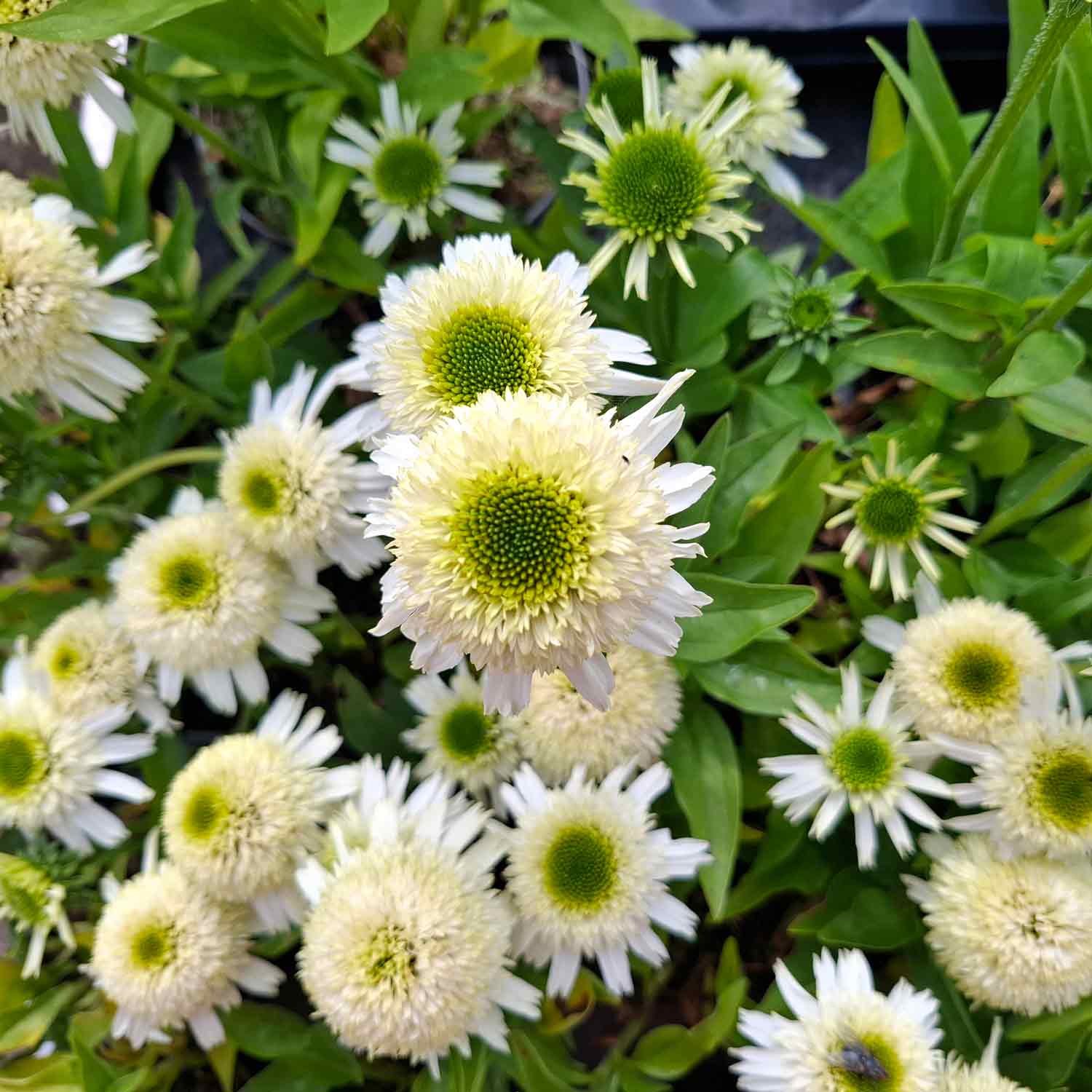 Echinacea Delicious Nougat P9