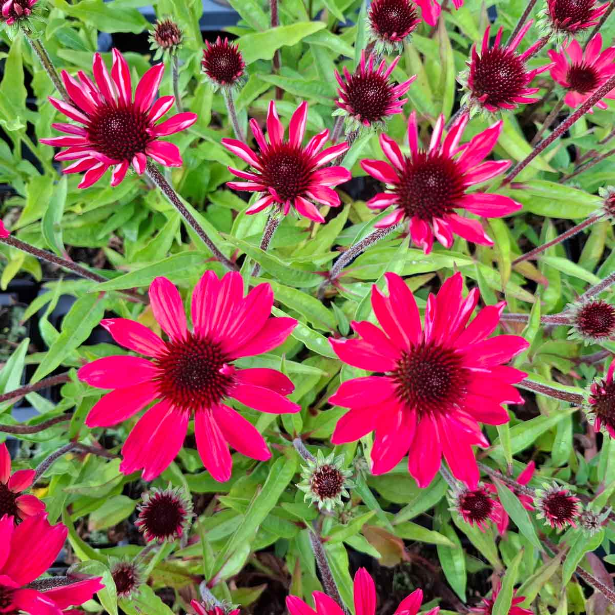 Echinacea p. Sunmagic Vintage Red P9