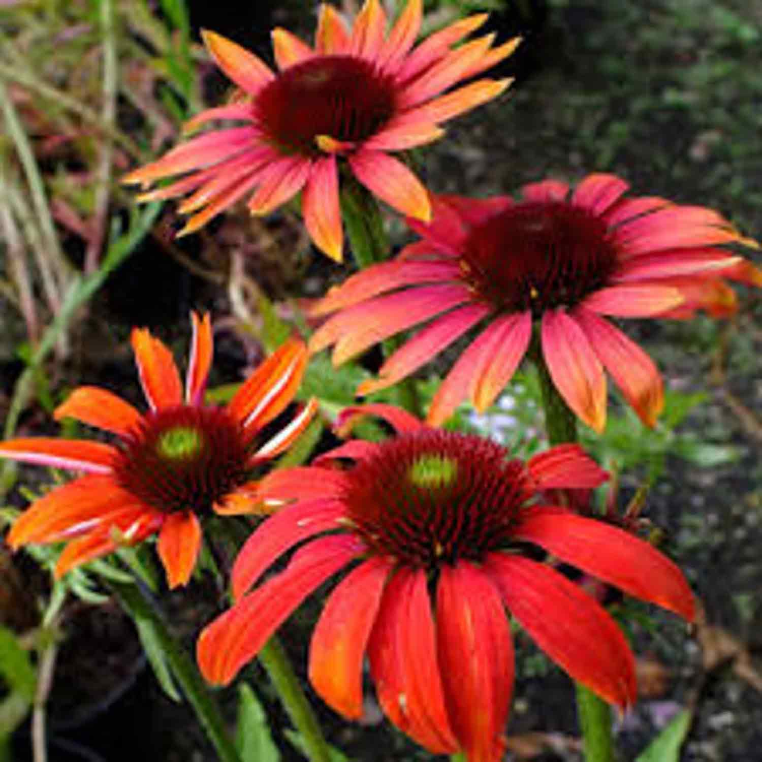 Echinacea 'Cheyenne Spirit' P9
