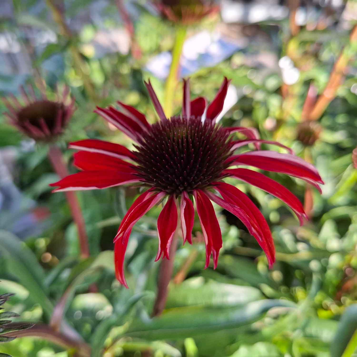 Echinacea pur. 'Fountain Red' 3L