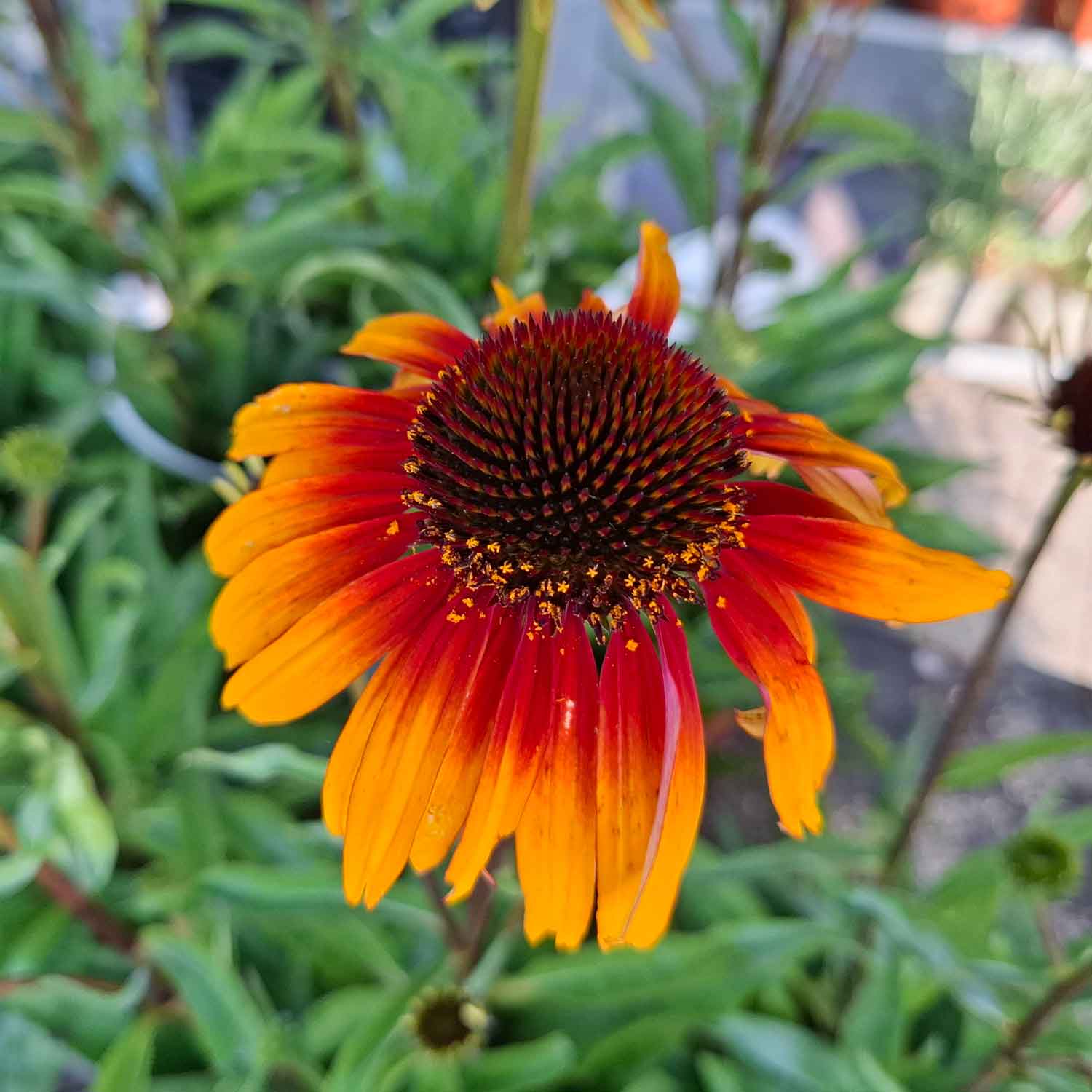 Echinacea pur. 'Parrot' 3L
