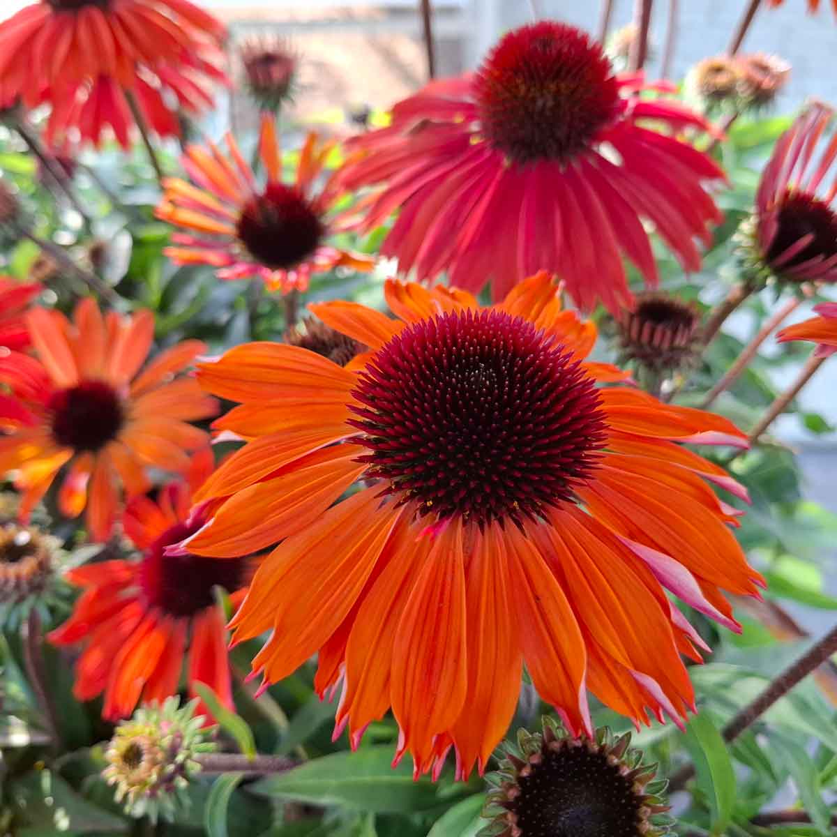 Echinacea pur. 'SunMagic Vintage Orange' 3L
