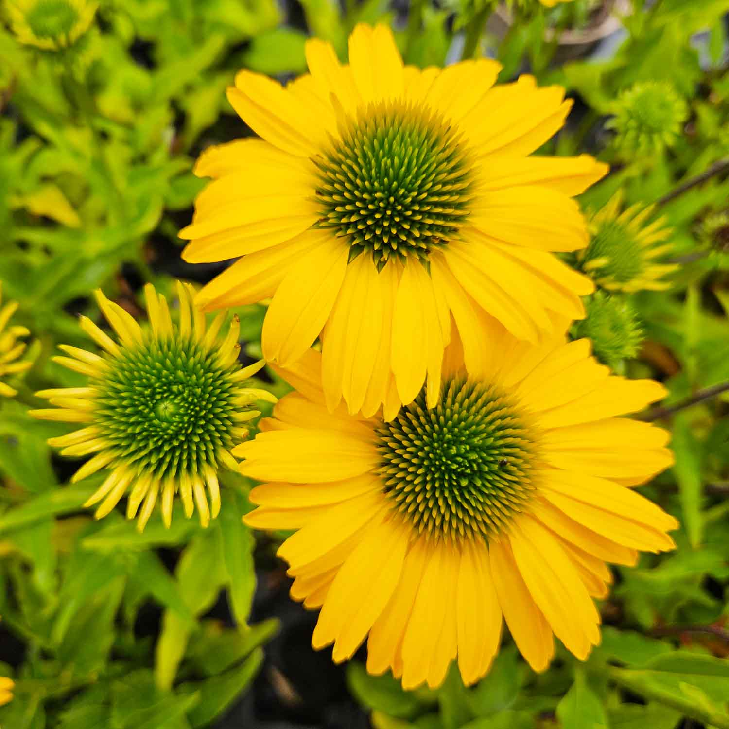 Echinacea Sunseekers Citrus P9