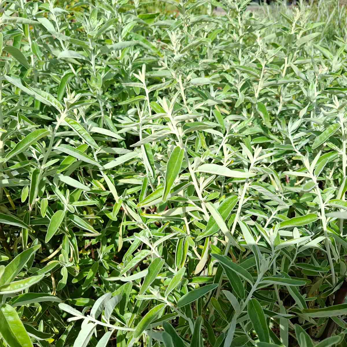 Elaeagnus angustifolia C7.5 80-100 CM