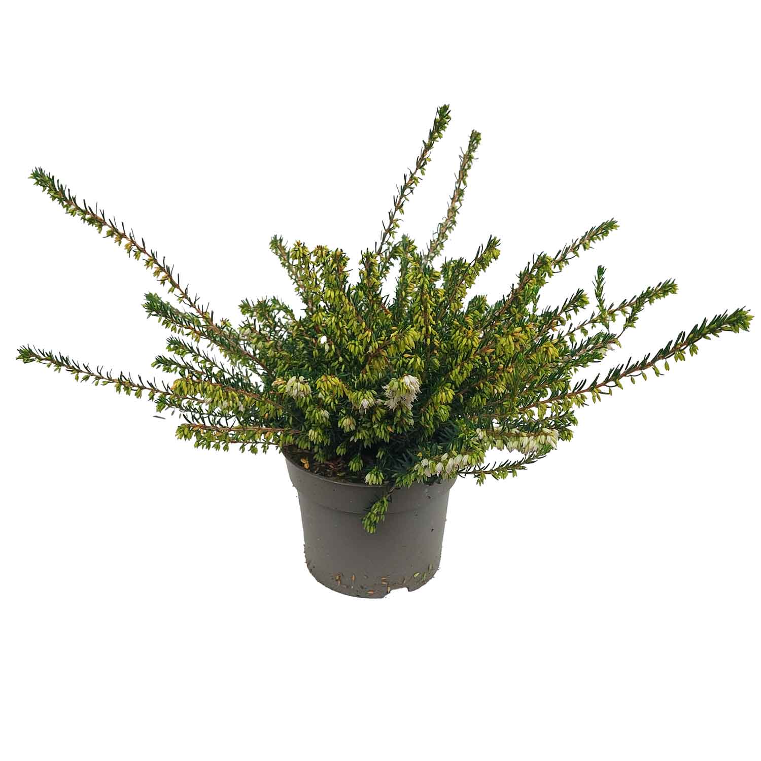 Erica darleyensis mix 12cm