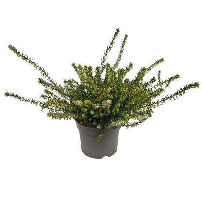 Erica darleyensis mix 12cm