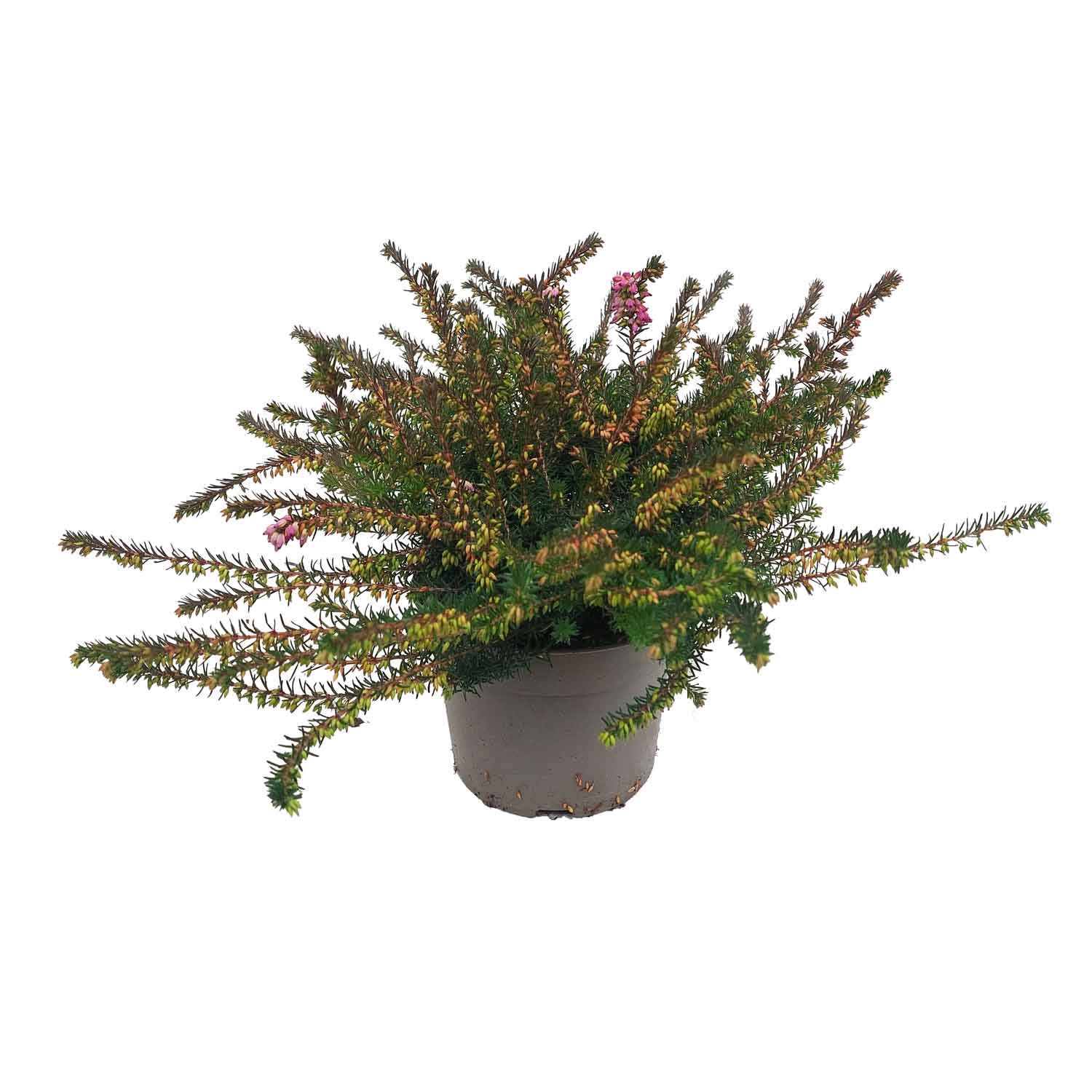 Erica darleyensis mix 12cm