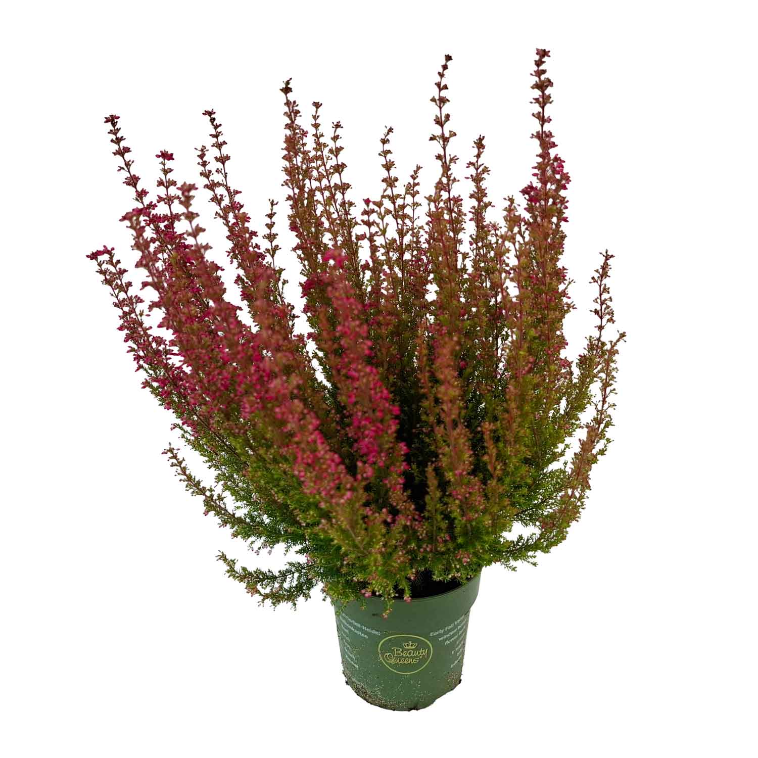 Erica gracilis BQ red ROT 12.0