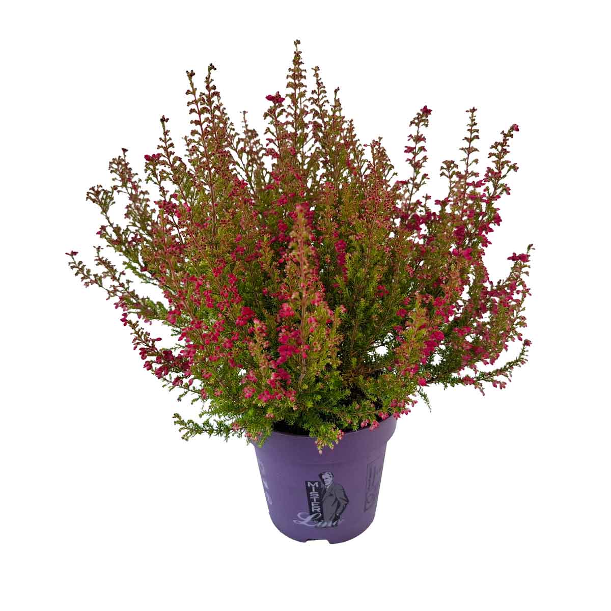 Erica gracilis Mister Line mix