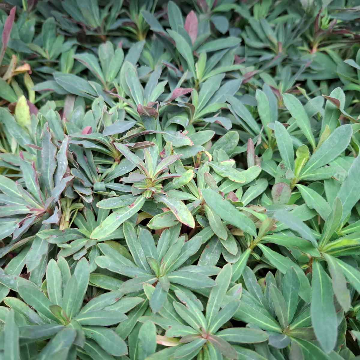 Euphorbia amygdal. 'Purpurea' P9