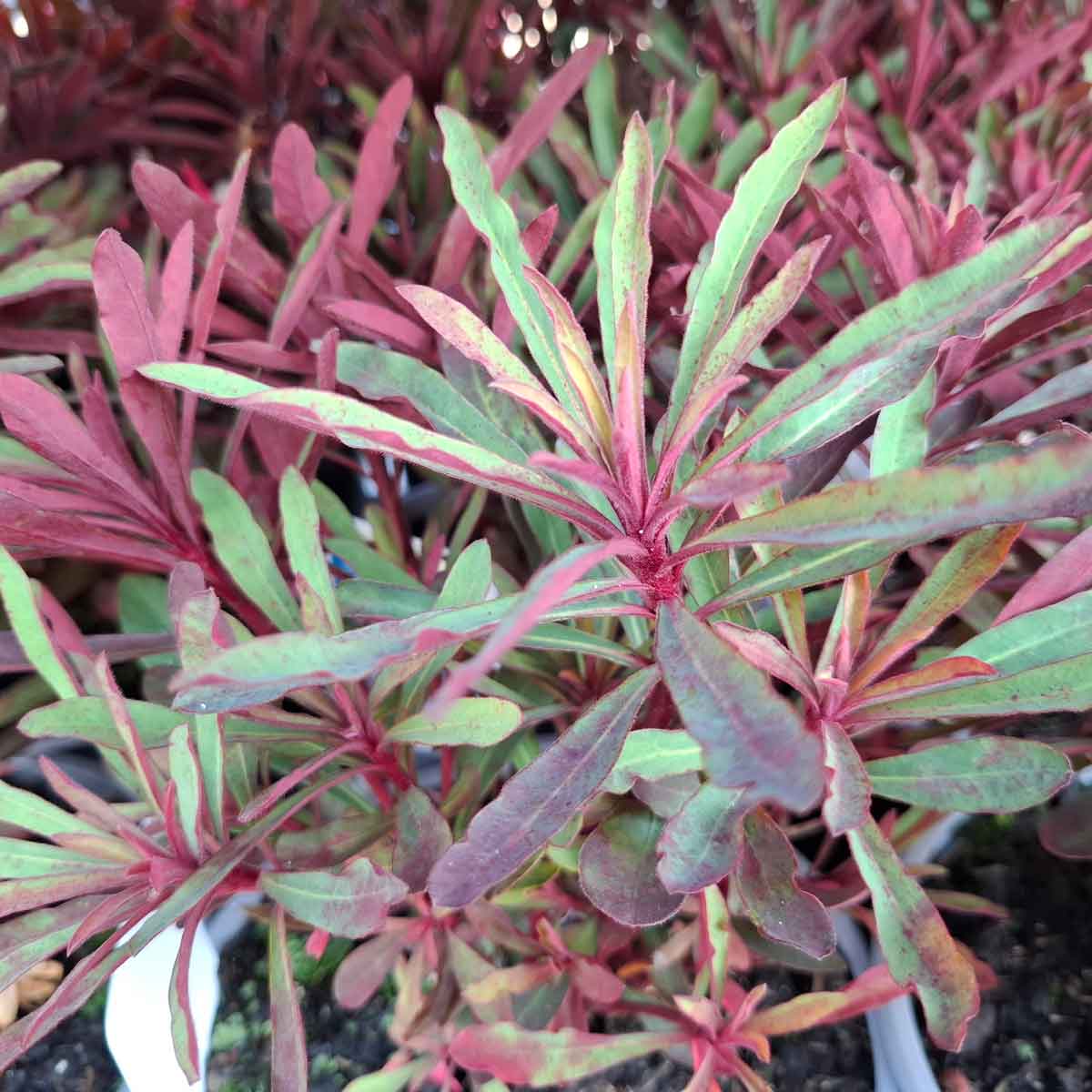 Euphorbia amygd. 'Miners Merlot' 3L
