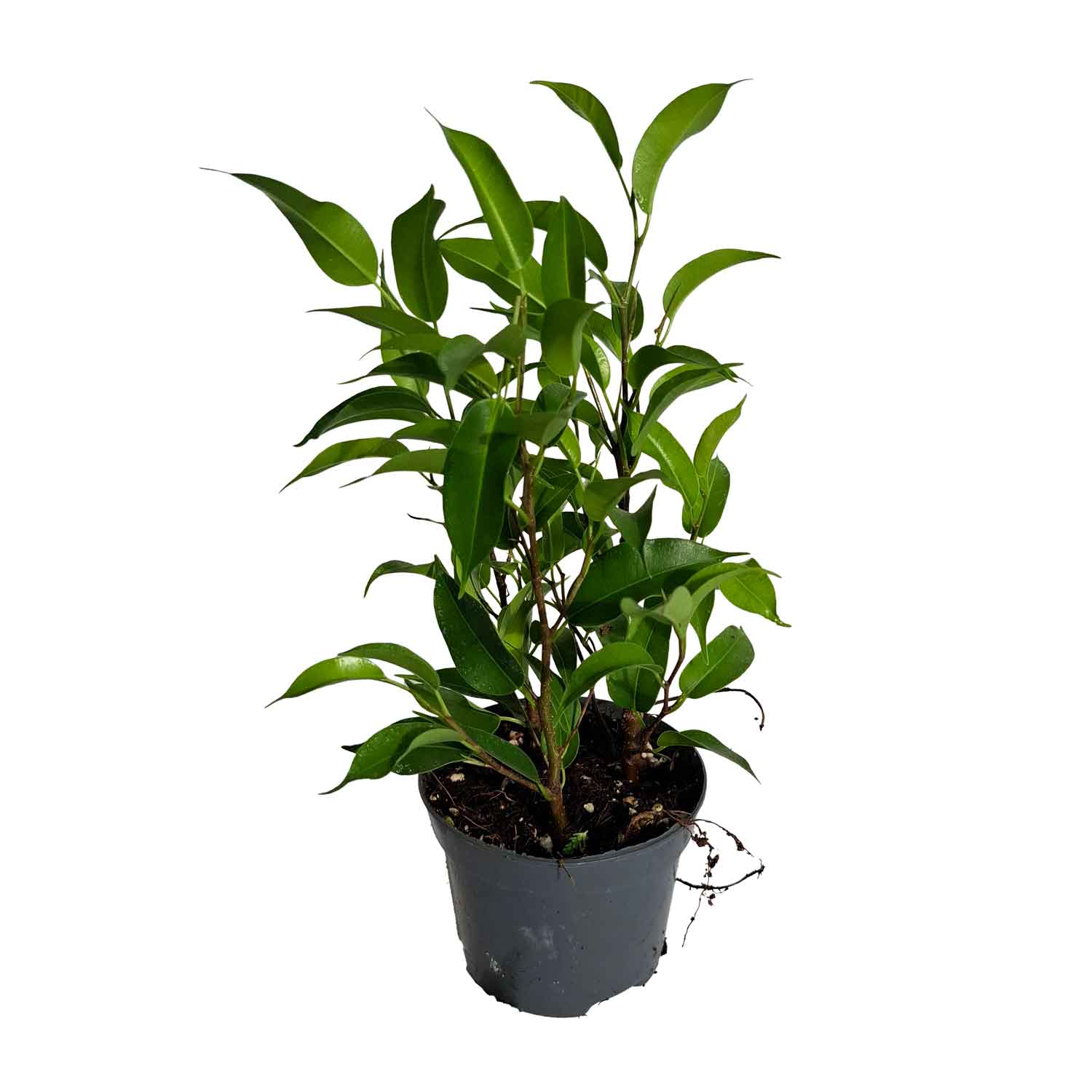 Ficus benj. 'Natasja' 8,5cm