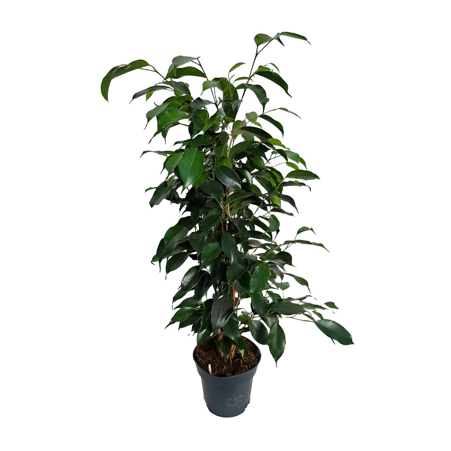 Ficus benj. 'Danielle' 14cm