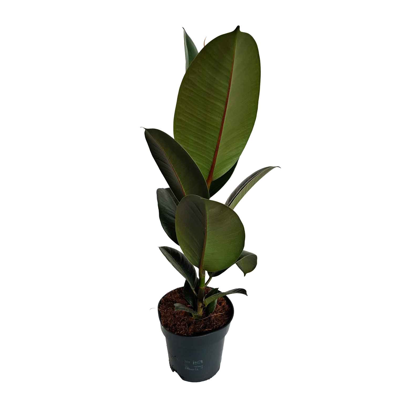 Ficus el. 'Robusta' 14cm