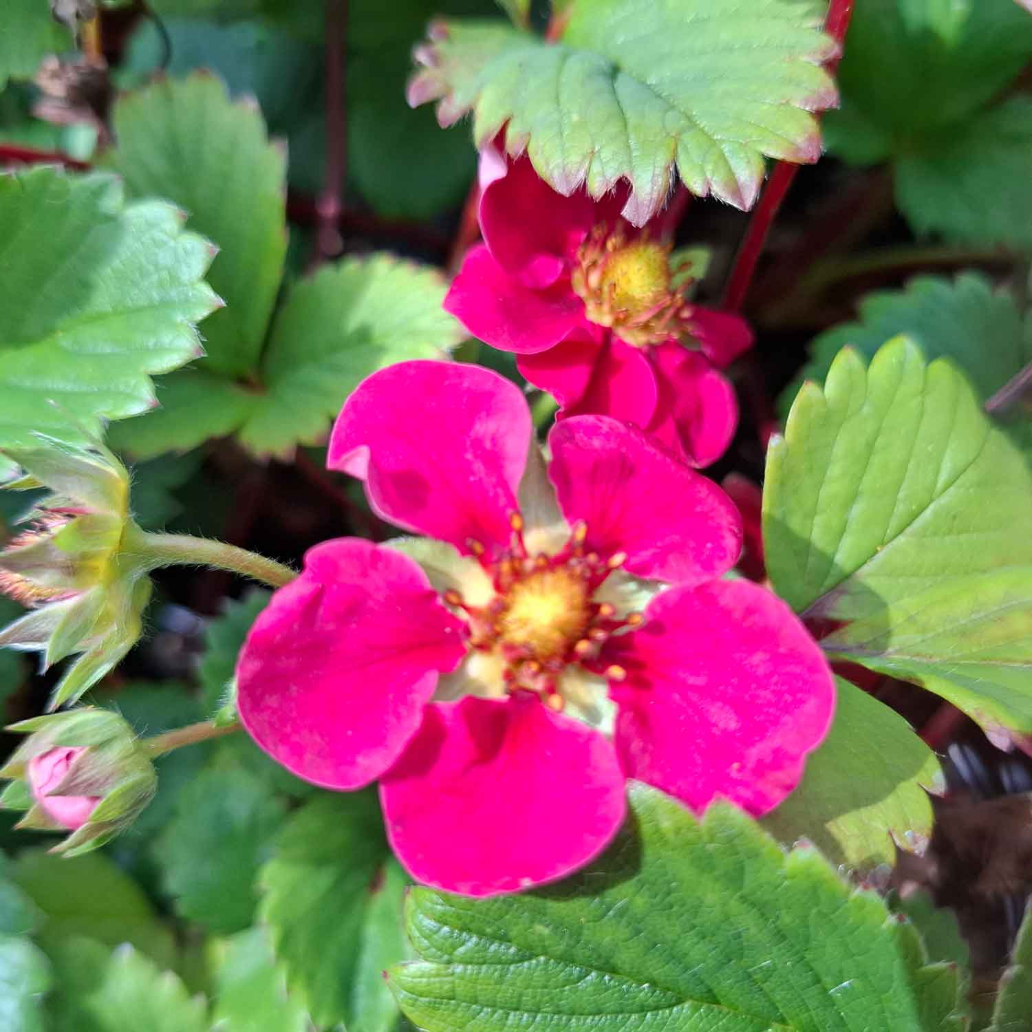 Fragaria 'Deep Rose'