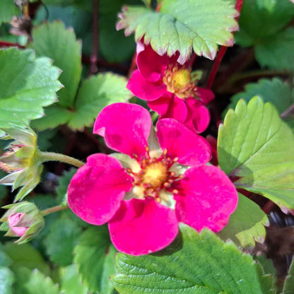 Fragaria 'Deep Rose'