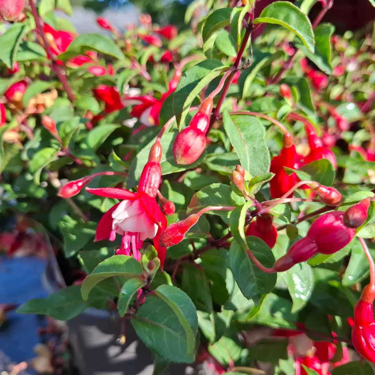Fuchsia Hybride 'Snow Cap' 3L