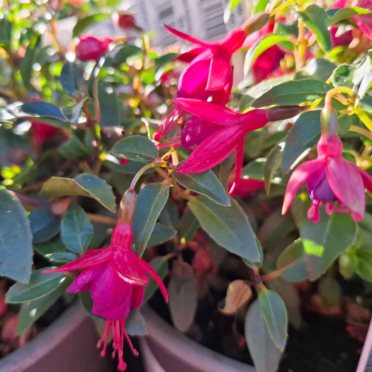Fuchsia Hybride 'Tom Thumb' 3L