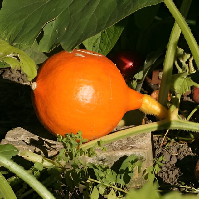 Græskar Hokkaido Amoro 11,5 cm.