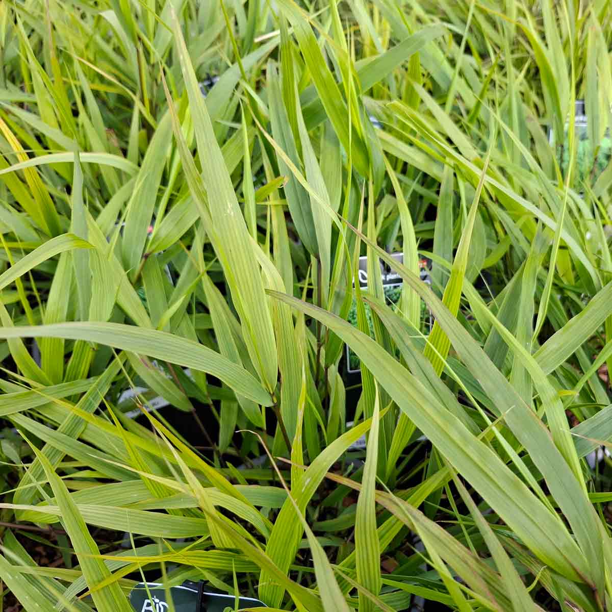 Hakonechloa Macra C3
