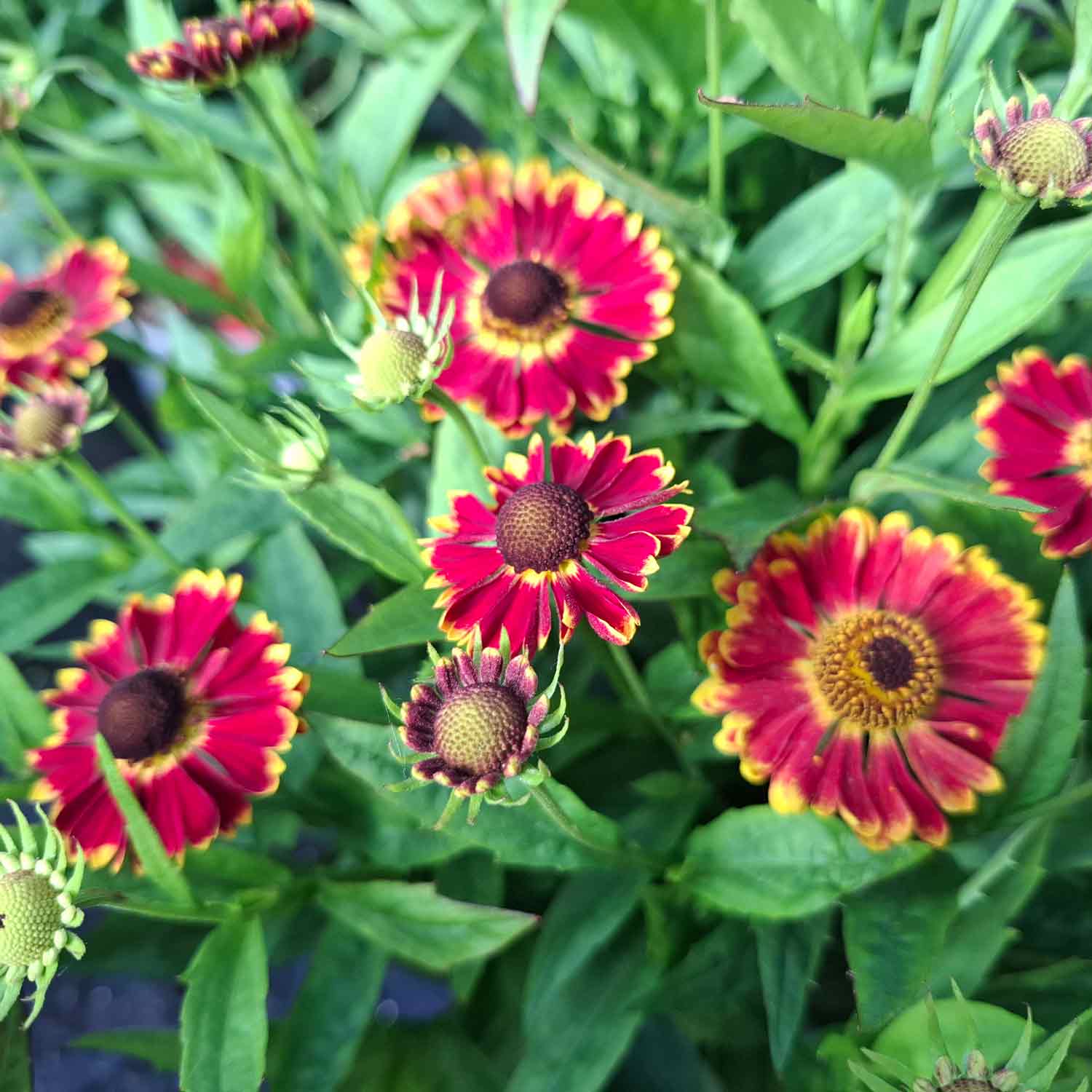 Helenium Hyb. 'Bandera' C3