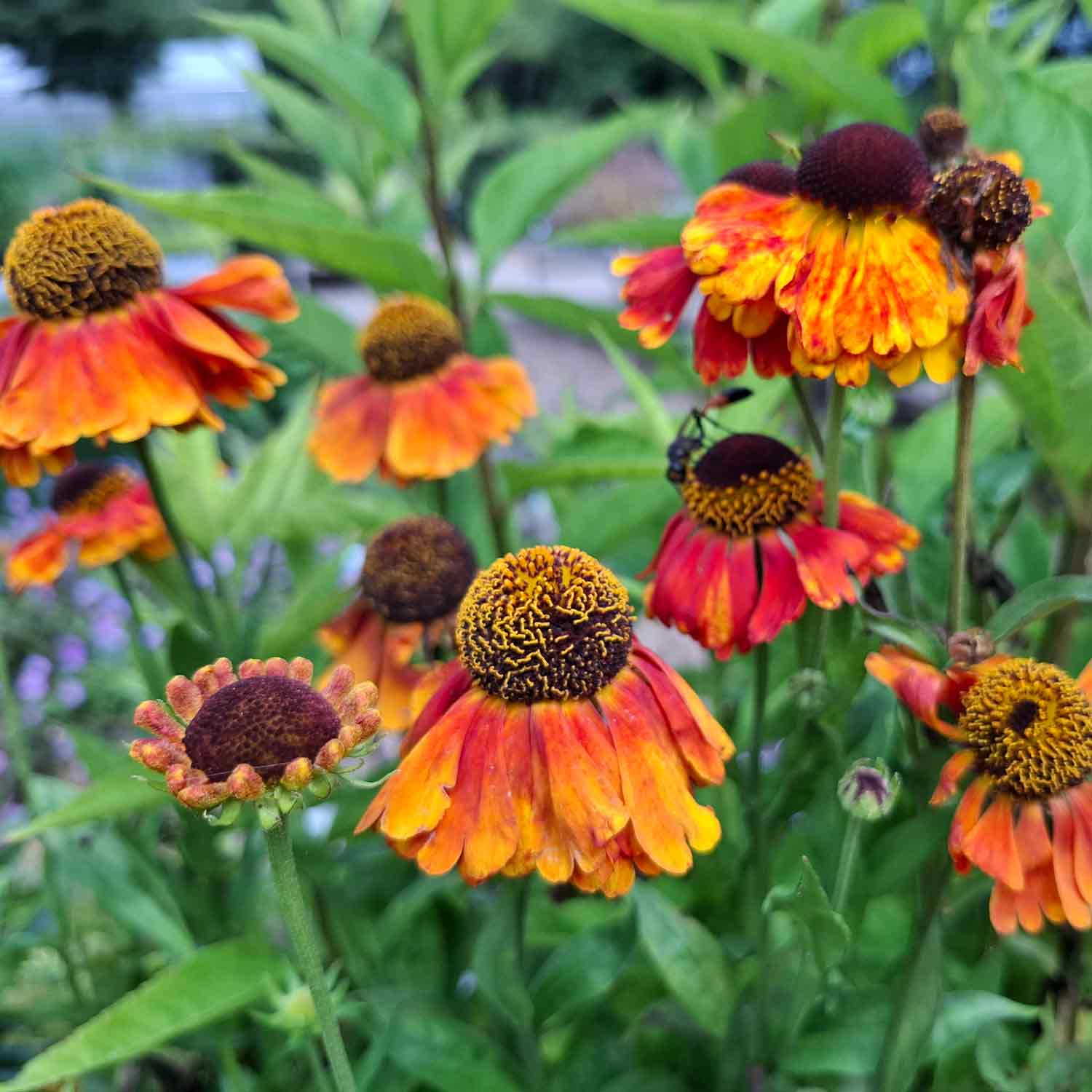 Helenium hybrid 'Sahin's Early Flowerer' 1L
