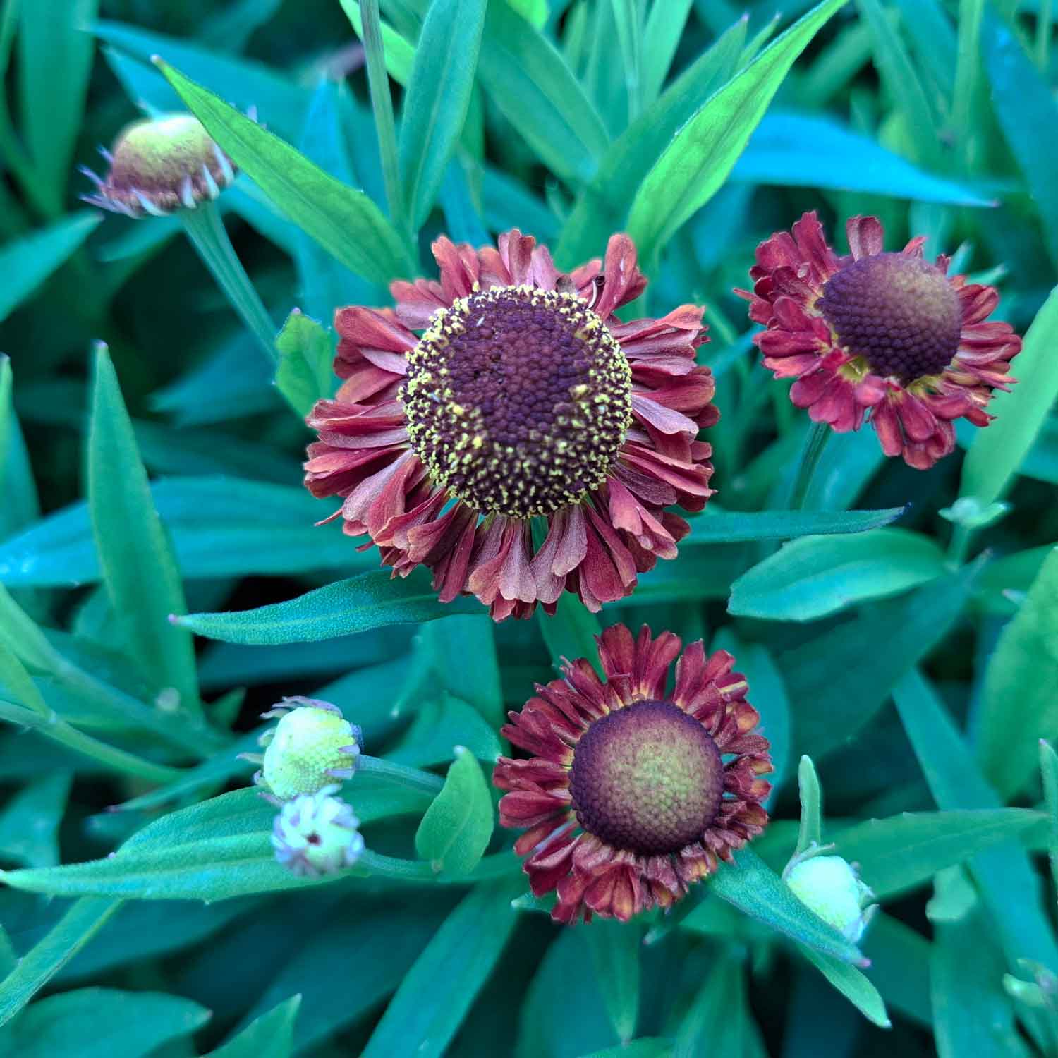 Helenium 'Ranchera' 13cm