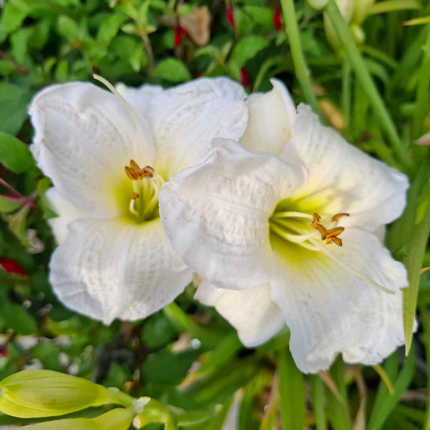 Hemerocallis hyb. 'Gentle Shepherd' 2L