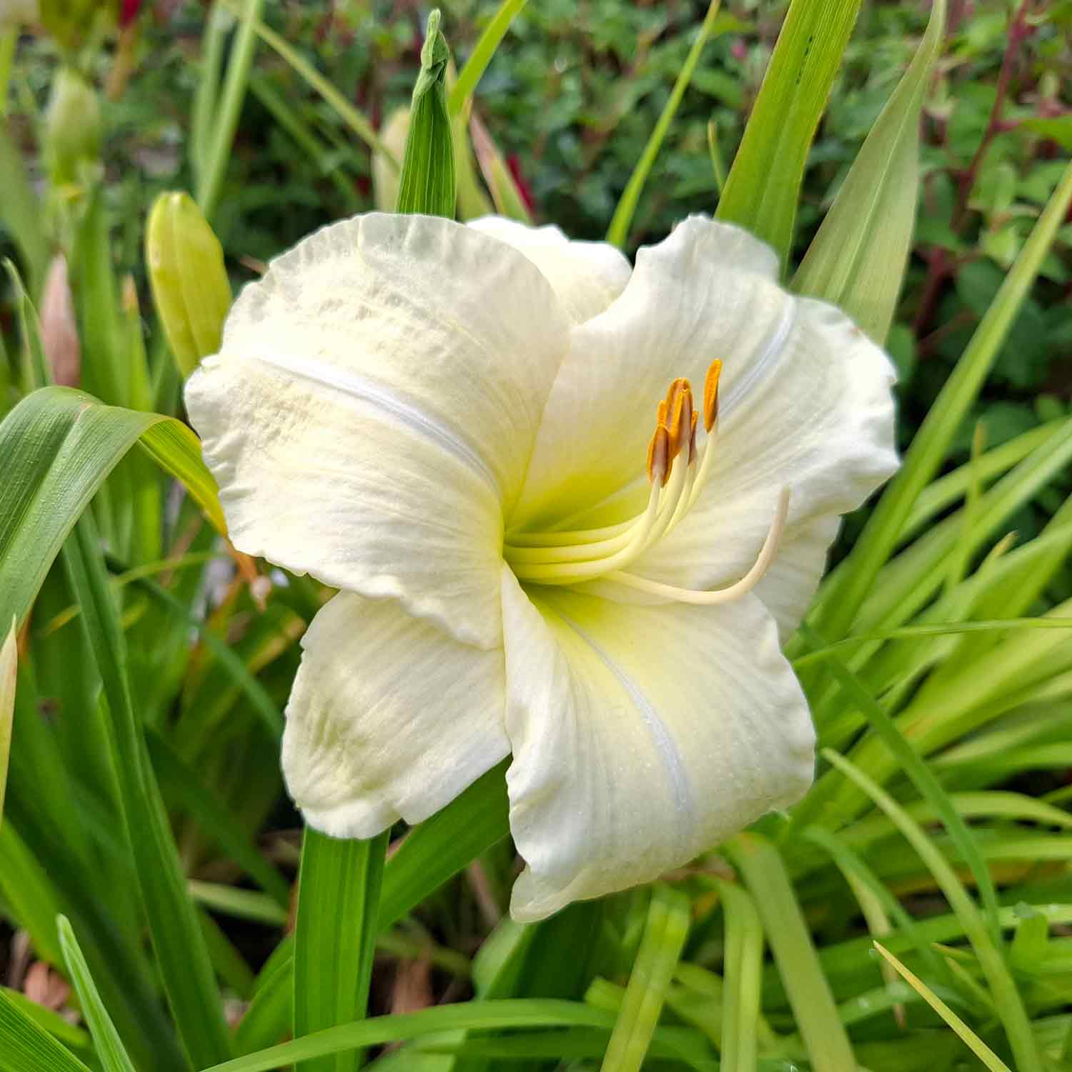 Daglilje - Hemerocallis hybrid Joan Senior 2L
