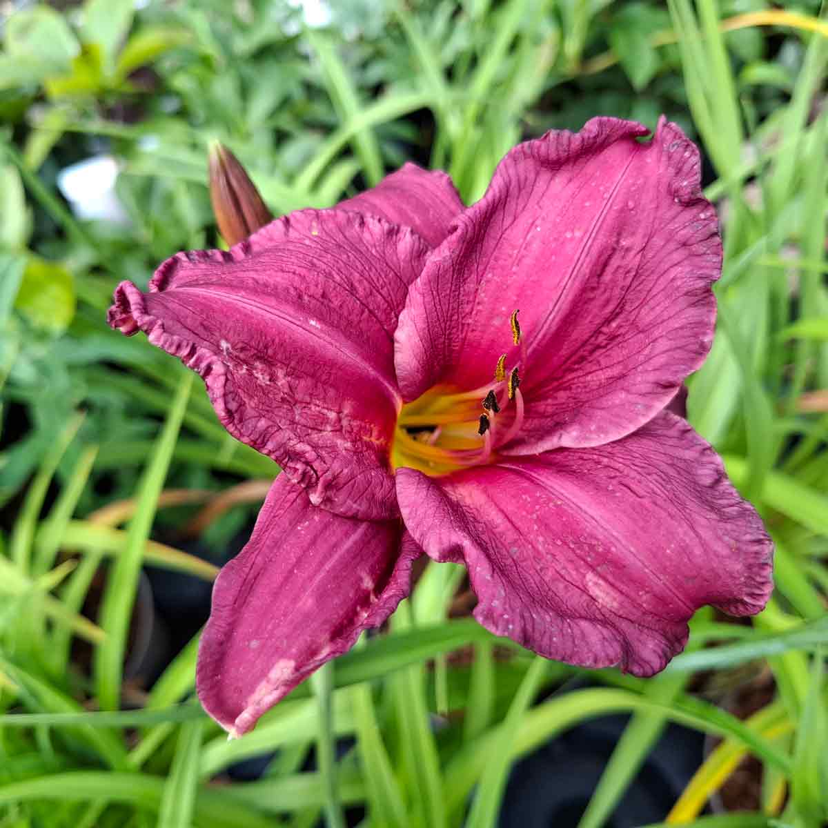 Hemerocallis hyb.'Summer Wine' 2 L