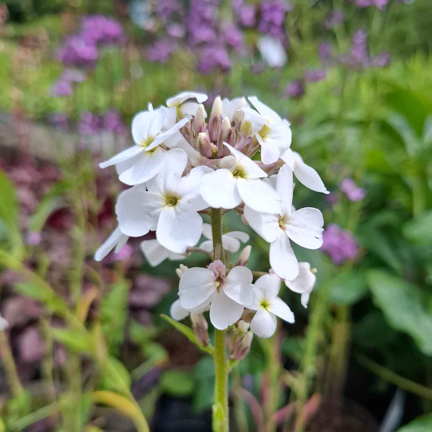HESPERIS matronalis Alba 1 L Potte