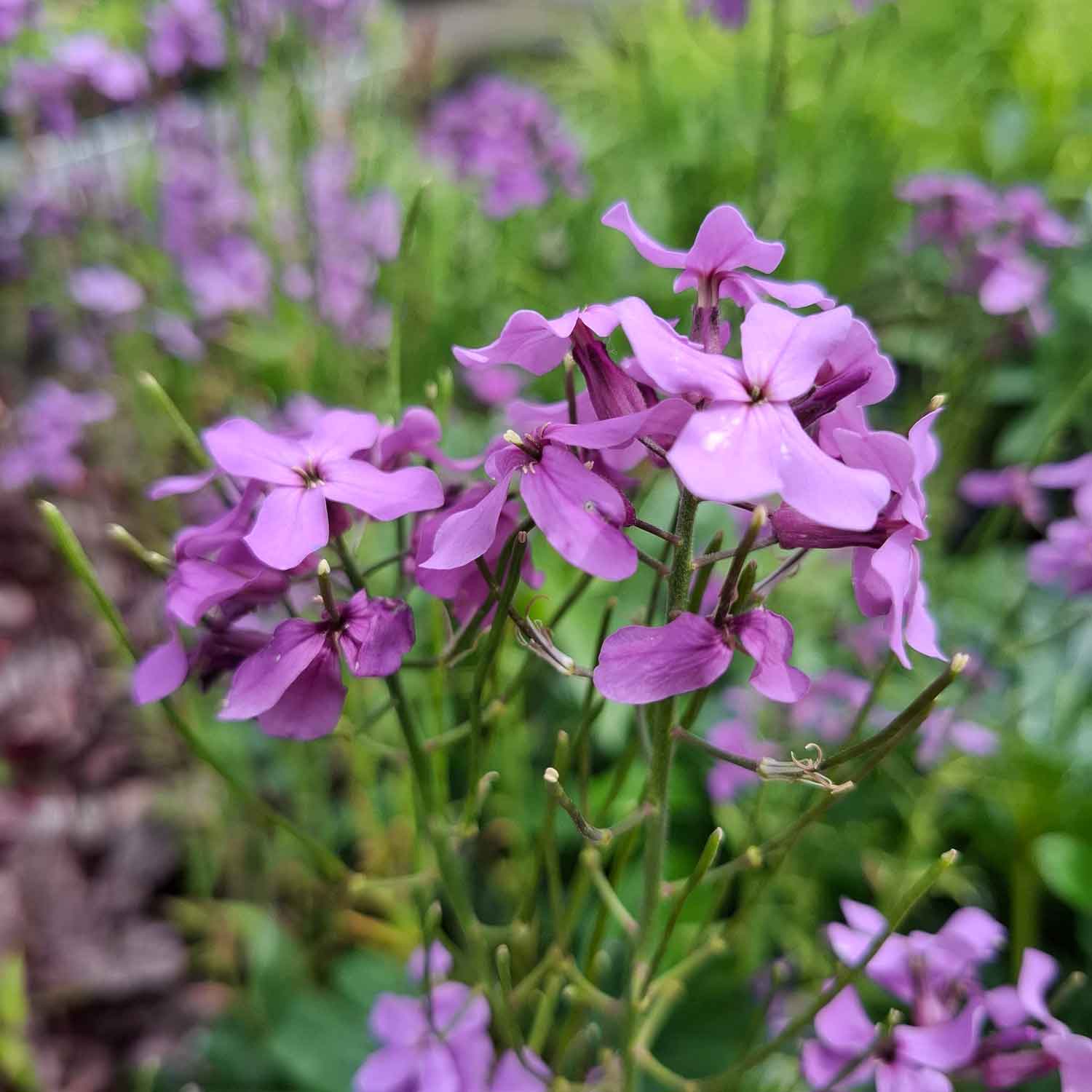 Hesperis matronalis 1L