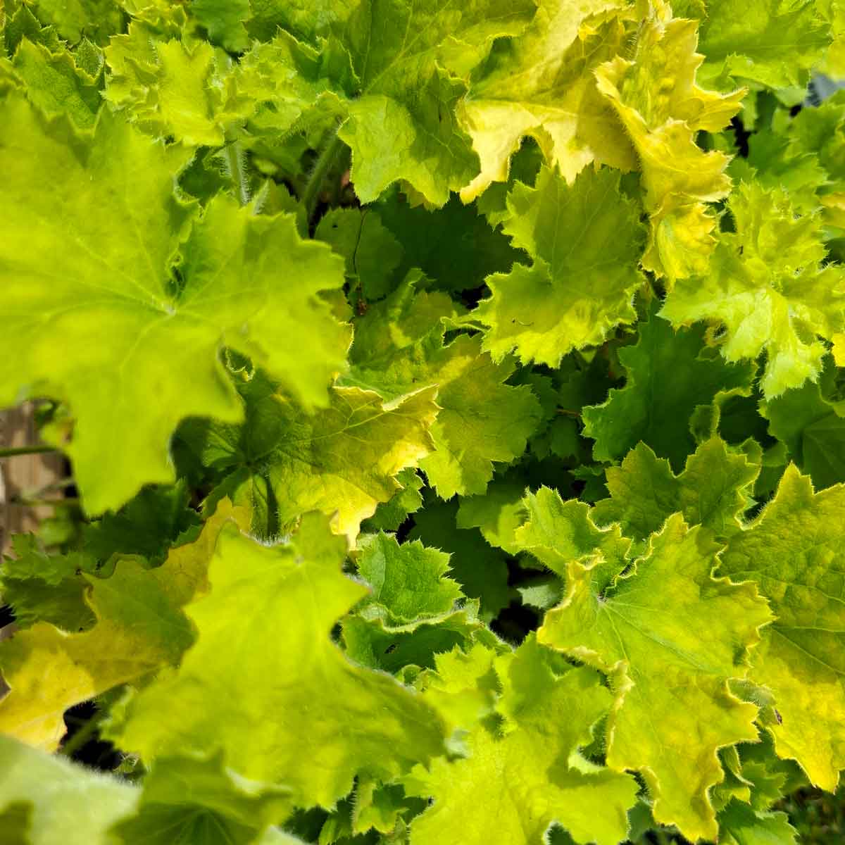 Heuchera Rex Lime 5 L Potte