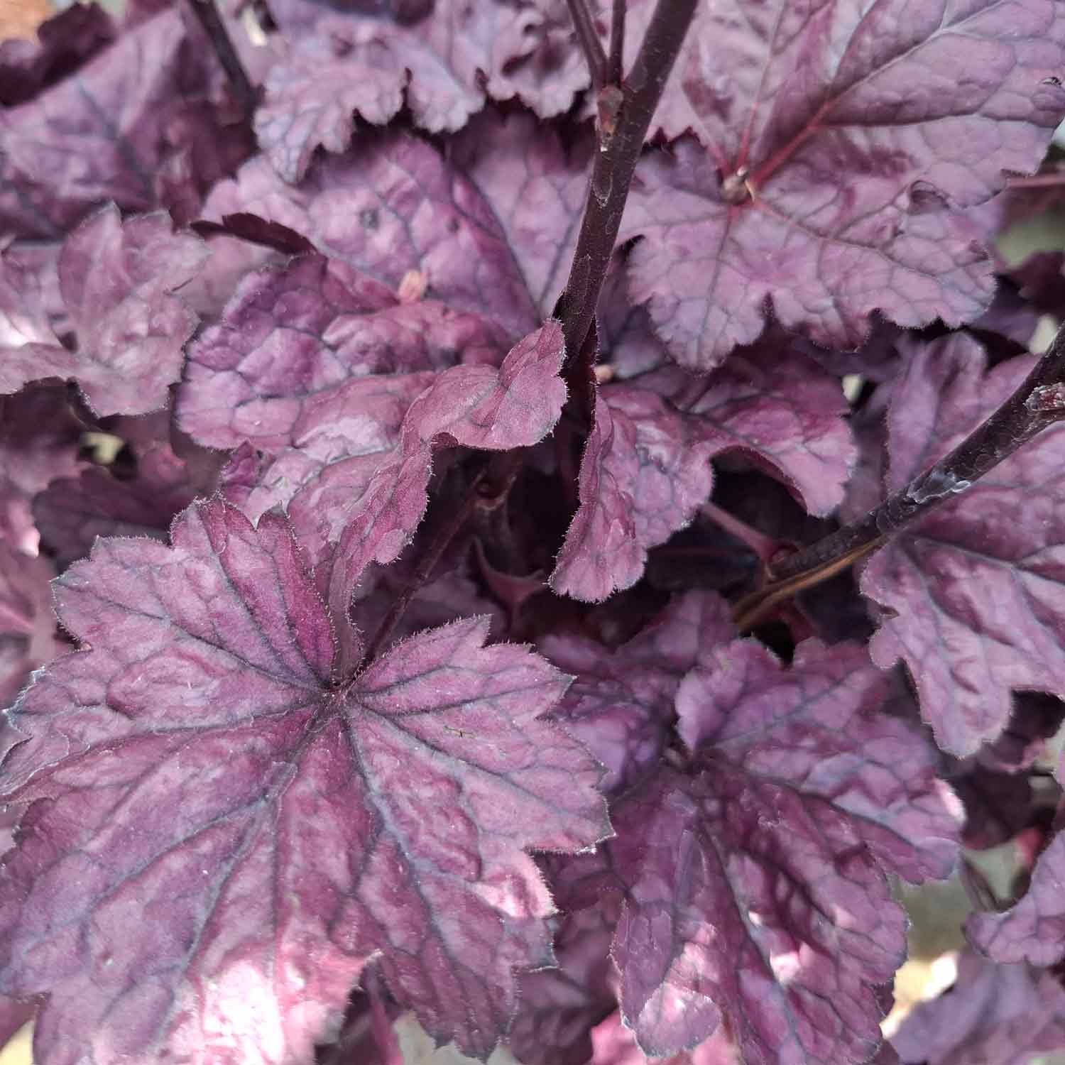 Heuchera 'Wildberry'® C3