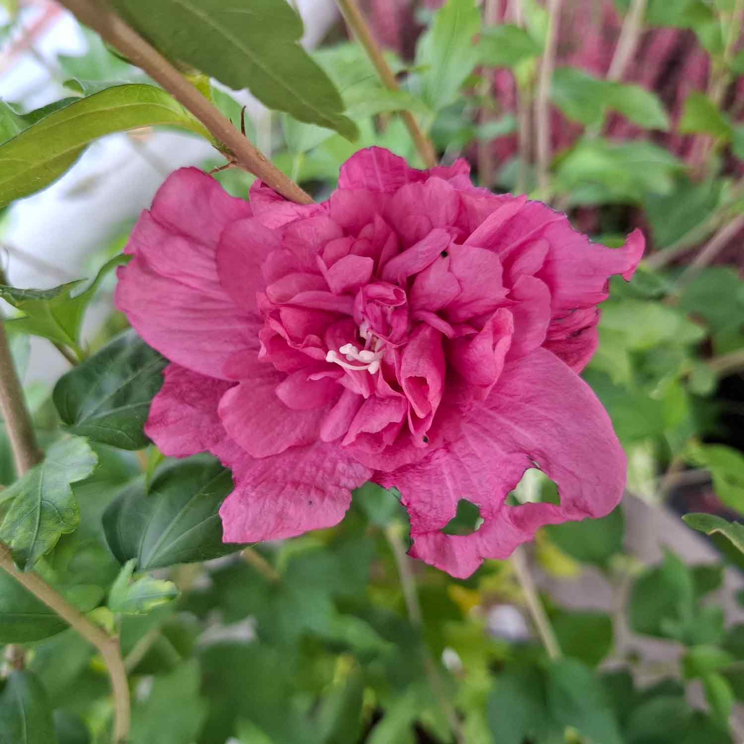 Hibiskus är sur. 'Magenta Chiffon' C4,6 50-60 CM