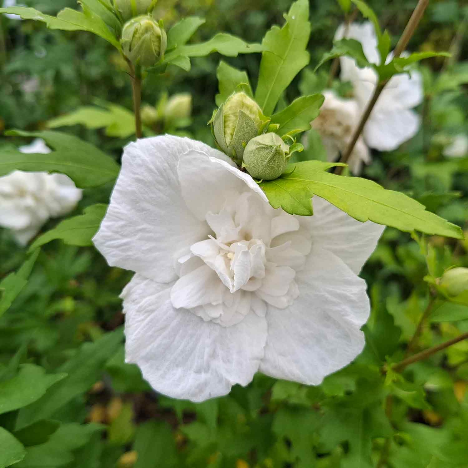Hibiskus är sur. 'Vit Chiffong' C4,6 50-60 CM
