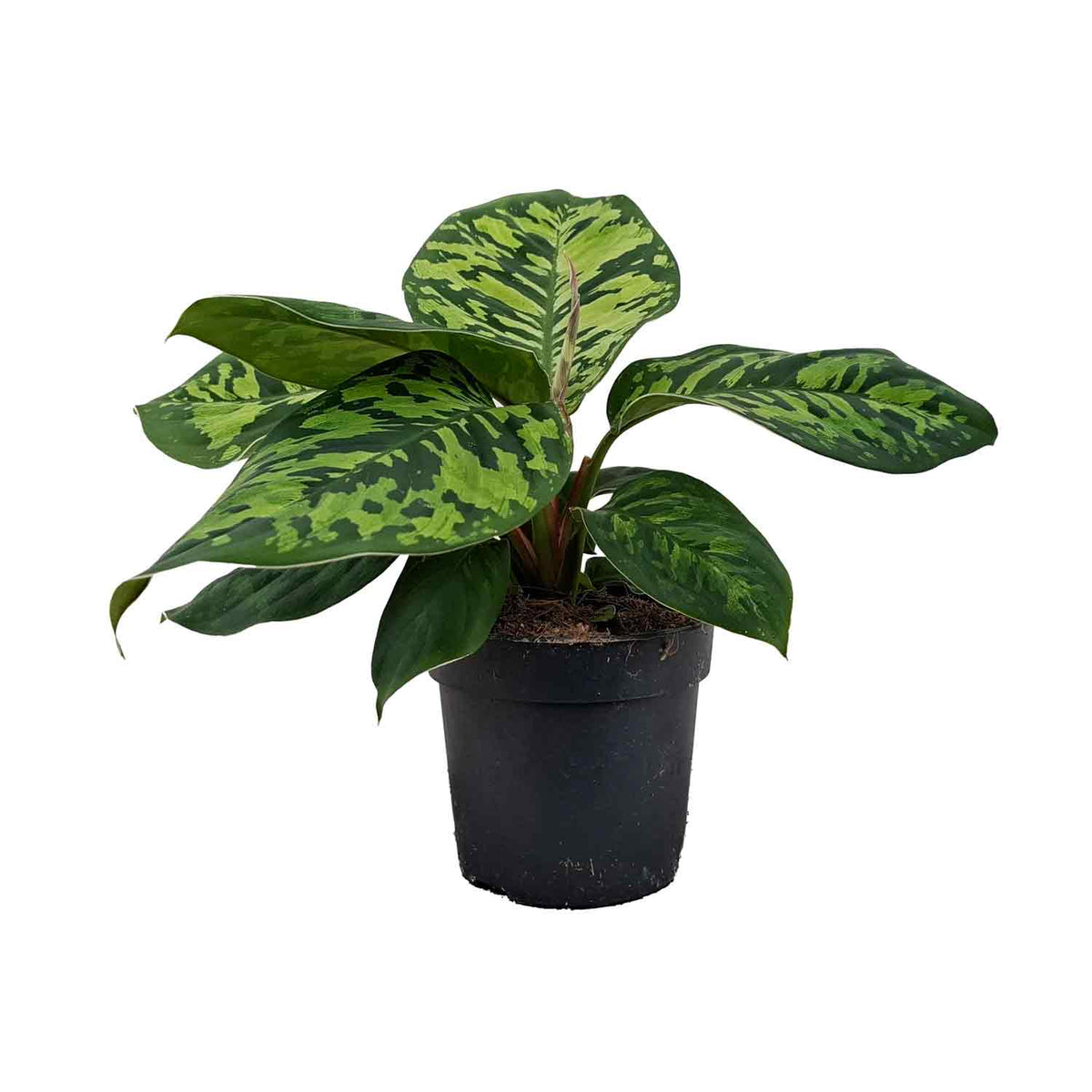 Homalomena wall. 'Camouflage' 10,5cm