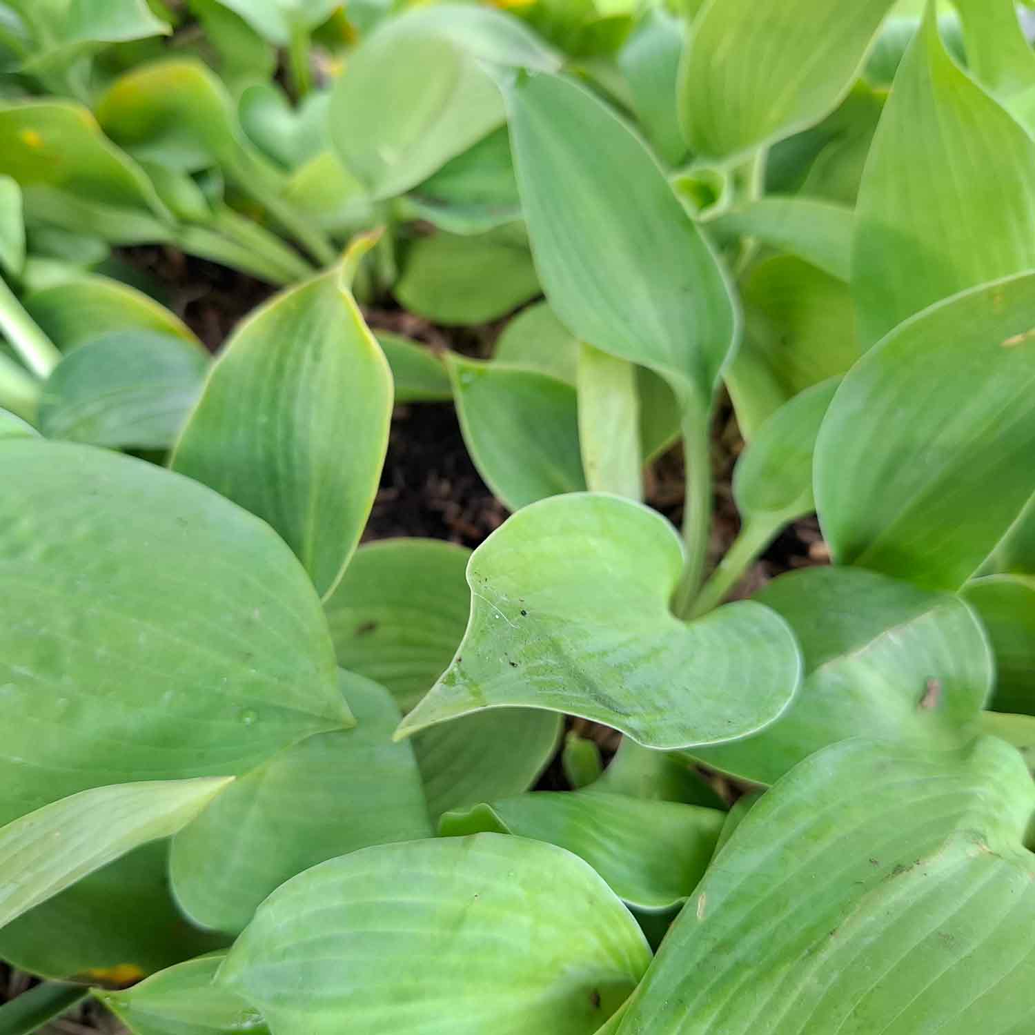 Hosta 'Blue Angel' P9