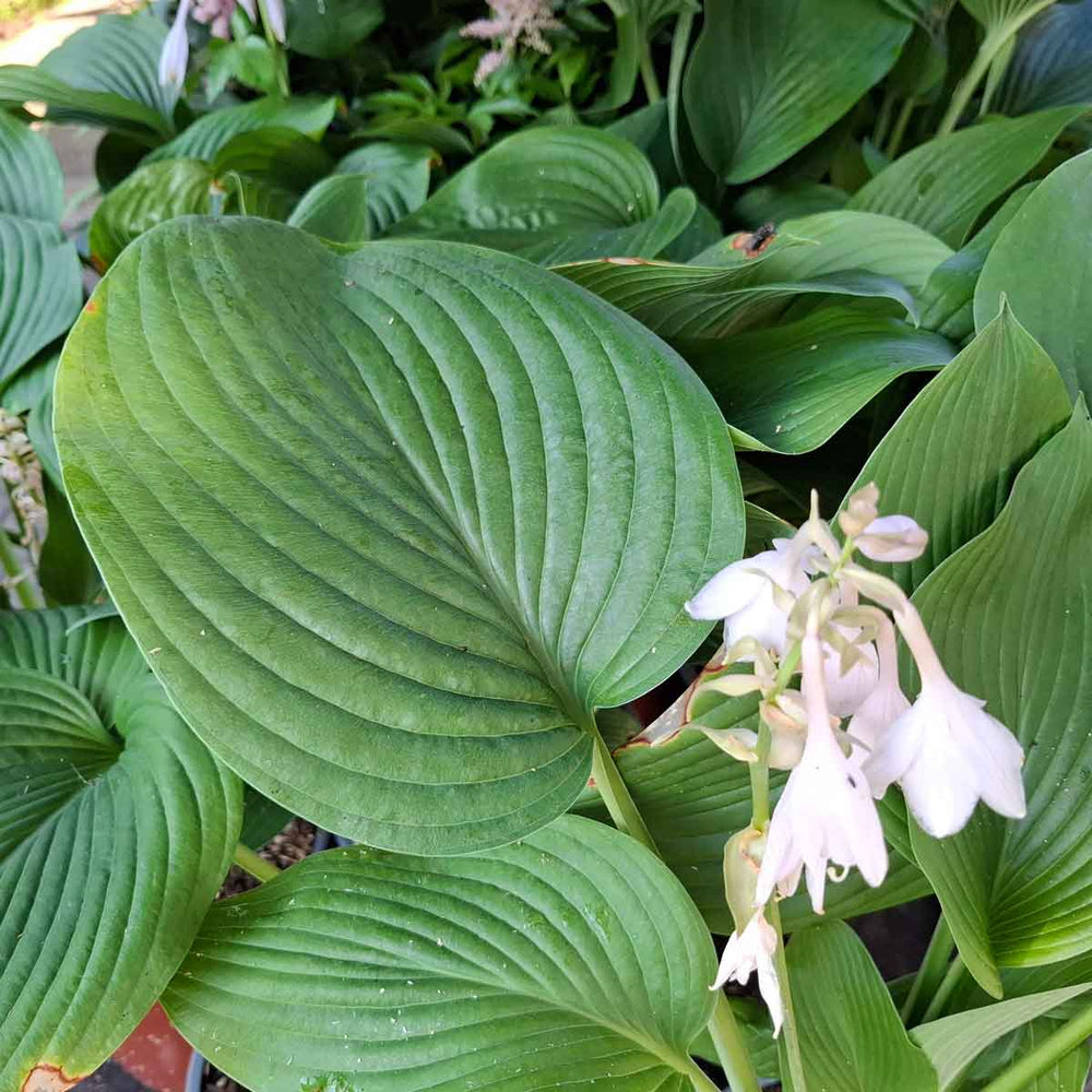 Hosta 'T Rex' 9cm