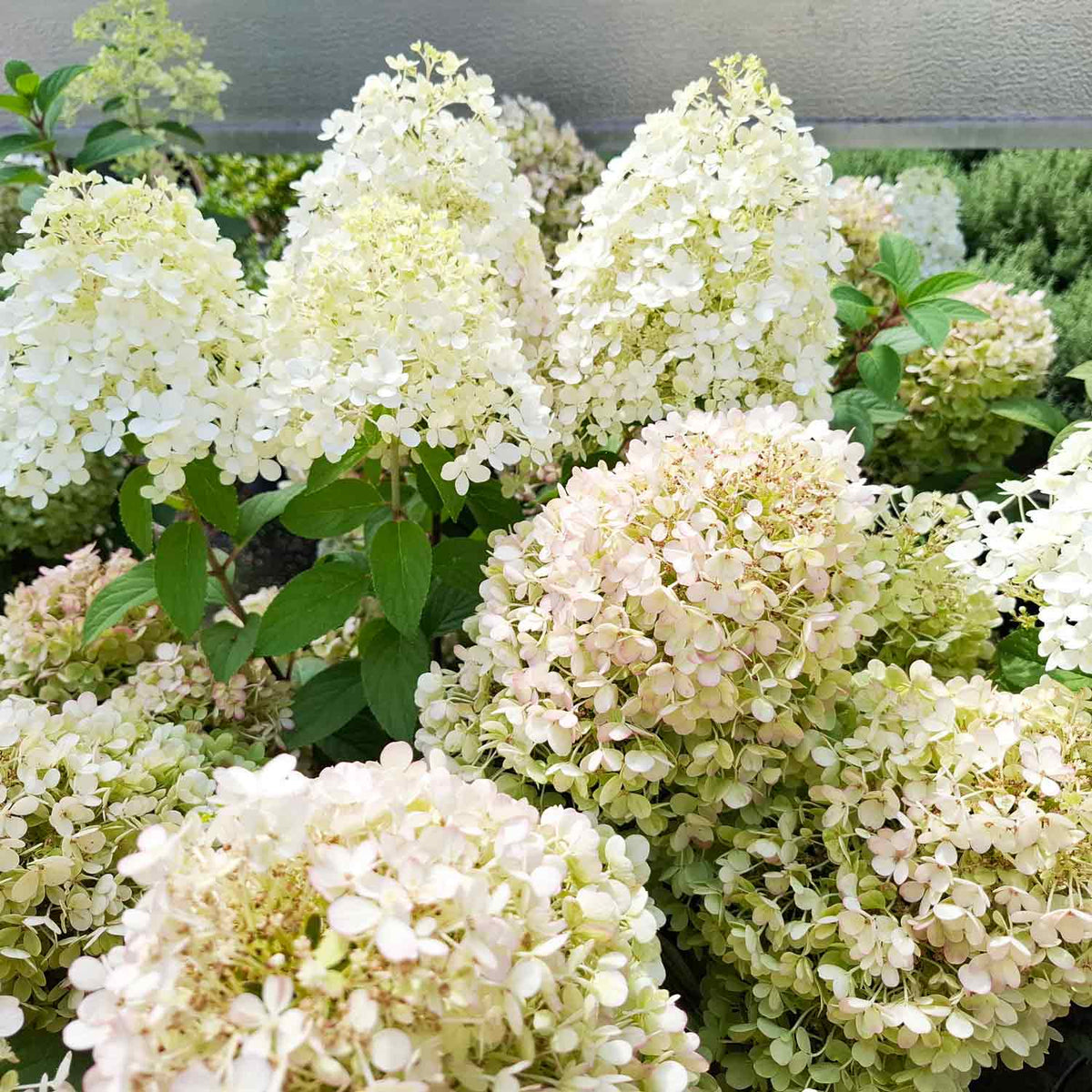 Hydrangea pan. 'Bobo' C5