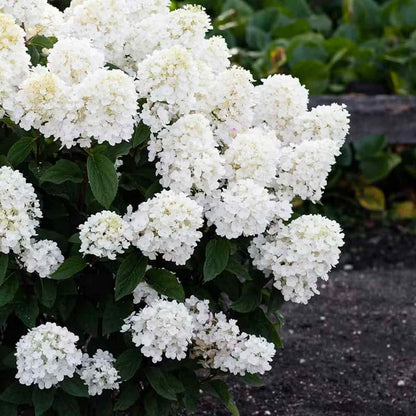 Hydrangea pan. 'Living Little Blossom' C5