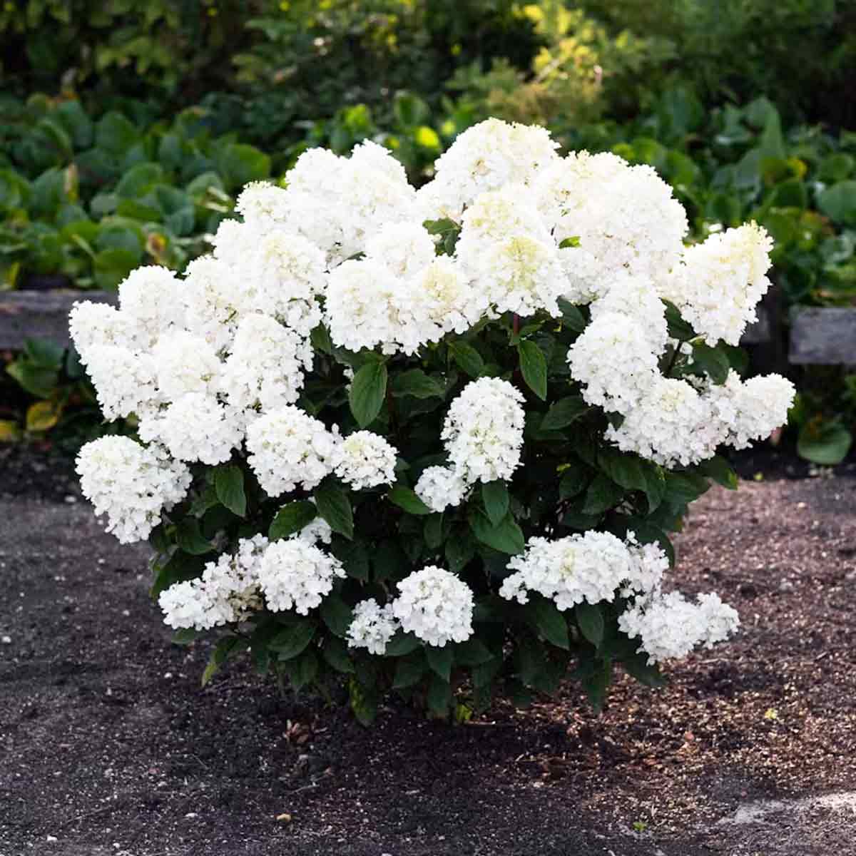 Hydrangea pan. 'Living Little Blossom' C5