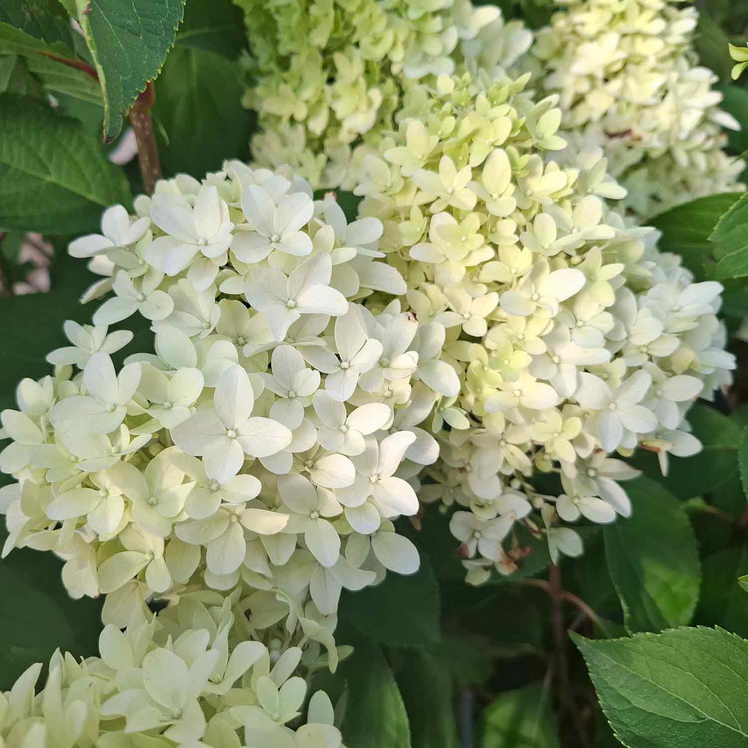 Hydrangea Pan. 'Skyfall'® C5