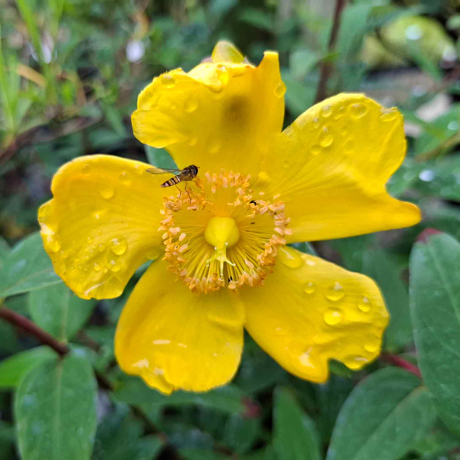 Hypericum 'Hidcote' 30/- P15