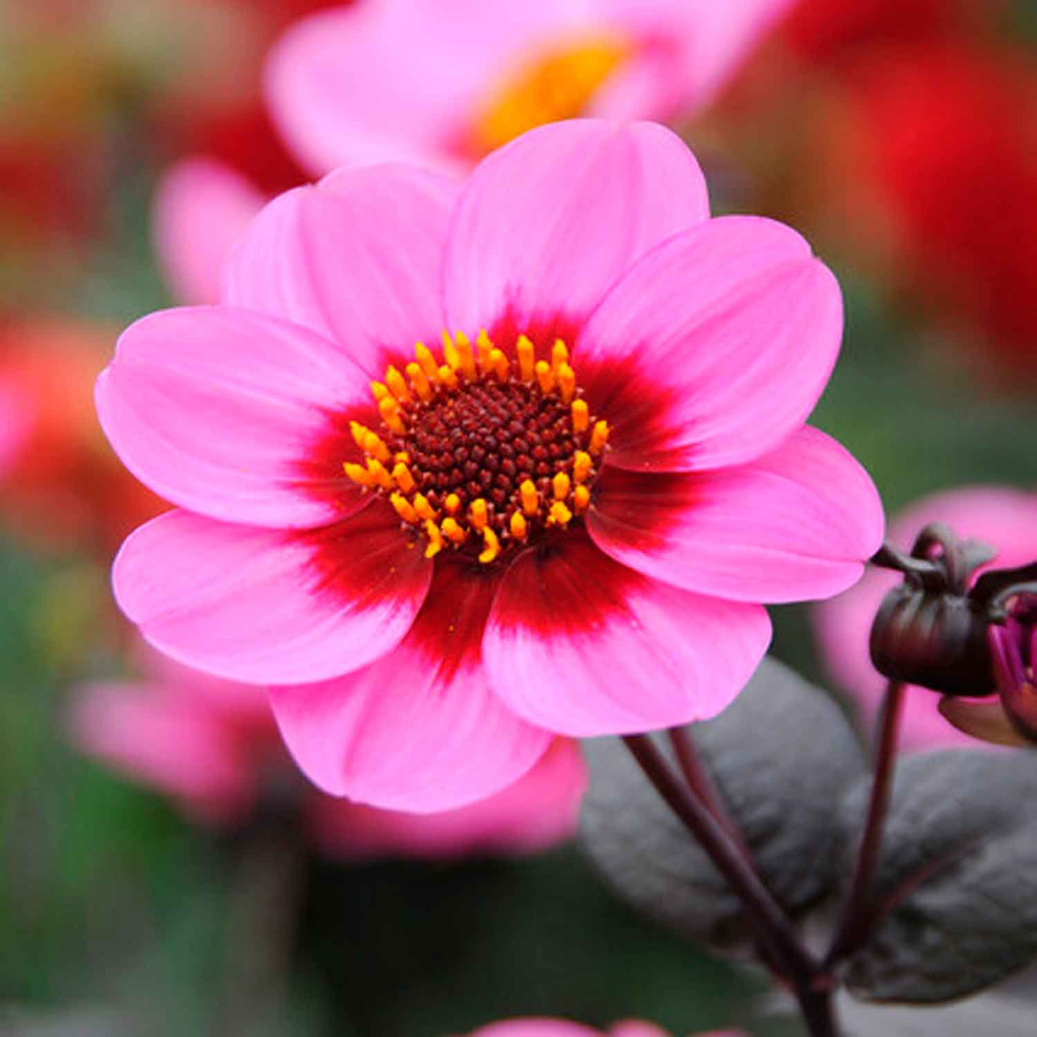 Dahlia Hs Juliet Single